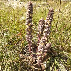 Thompsonella minutiflora