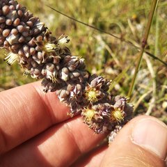 Thompsonella minutiflora