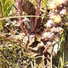 Thompsonella minutiflora