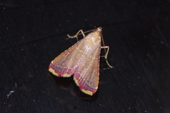 Endotricha olivacealis