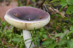 Fungi
