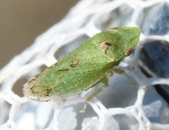 Xerophloea peltata