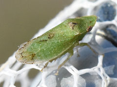 Xerophloea peltata