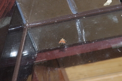 Endotricha theonalis