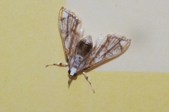 Cirrhochrista kosemponialis