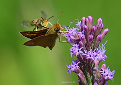 Hesperia meskei straton