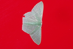 Thalassodes intaminata