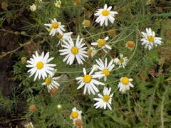Tripleurospermum inodorum