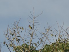Psilopogon malabaricus
