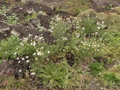 Tripleurospermum inodorum