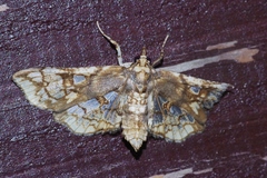 Omphisa anastomosalis