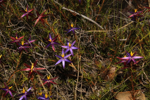Image of Calectasia demarzii by (c) Em Lamond, some rights reserved (CC BY)
