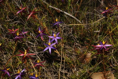 Calectasia