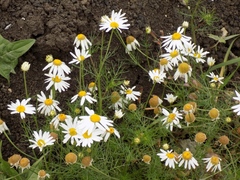 Tripleurospermum inodorum