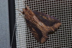 Ercheia dubia