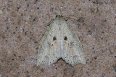 Olulis puncticinctalis