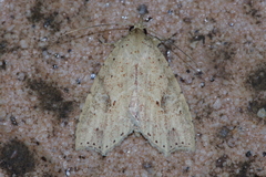 Olulis puncticinctalis