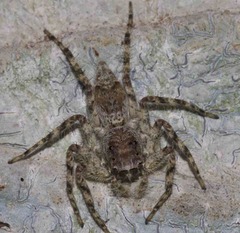 Phaeacius