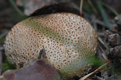 Fungi