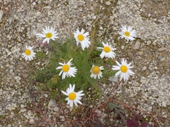 Tripleurospermum inodorum