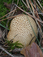 Fungi