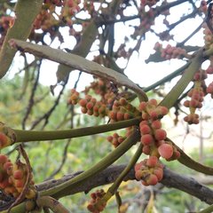 Phoradendron carneum