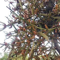 Phoradendron carneum