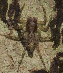 Phaeacius