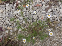 Tripleurospermum inodorum