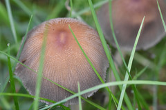 Fungi
