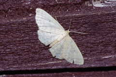 Idaea neovalida