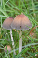 Fungi