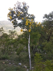 Dendroviguiera eriophora