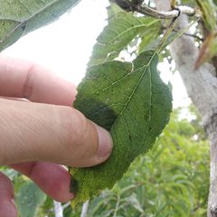 Dendroviguiera eriophora