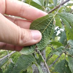 Dendroviguiera eriophora