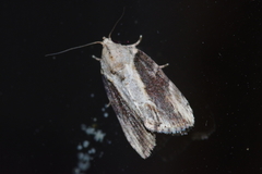 Etanna breviuscula