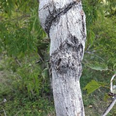 Dendroviguiera eriophora