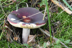 Fungi