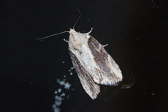 Etanna breviuscula