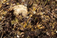 Phylloglossum drummondii
