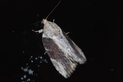 Etanna breviuscula