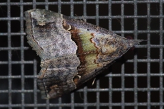 Hypena indicatalis
