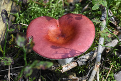 Fungi