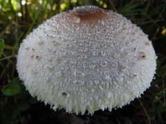 Macrolepiota zeyheri