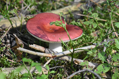 Fungi