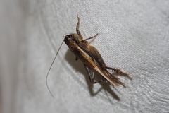 Loxoblemmus equestris