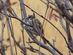 Passer montanus