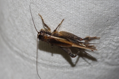 Loxoblemmus equestris