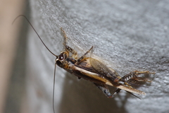 Loxoblemmus equestris