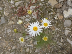 Tripleurospermum inodorum